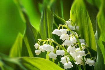 Maiglöckchen, Frühling, Frühlingsblumen, Beauty, BeuatyZoom, Natur, Frühlingserwachen